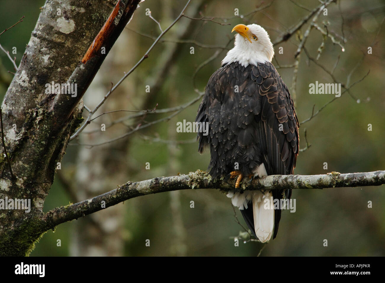 Aquila calva sul pesce persico nel coasal foreste pluviali temperate Victoria British Columbia Canada Foto Stock