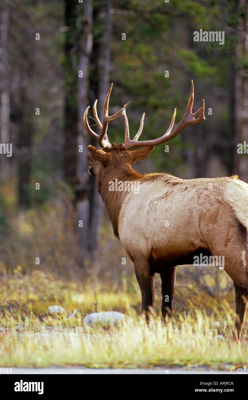 Un adulto bull elk chiamata come una sfida ad altri bull elk nell'area Foto Stock