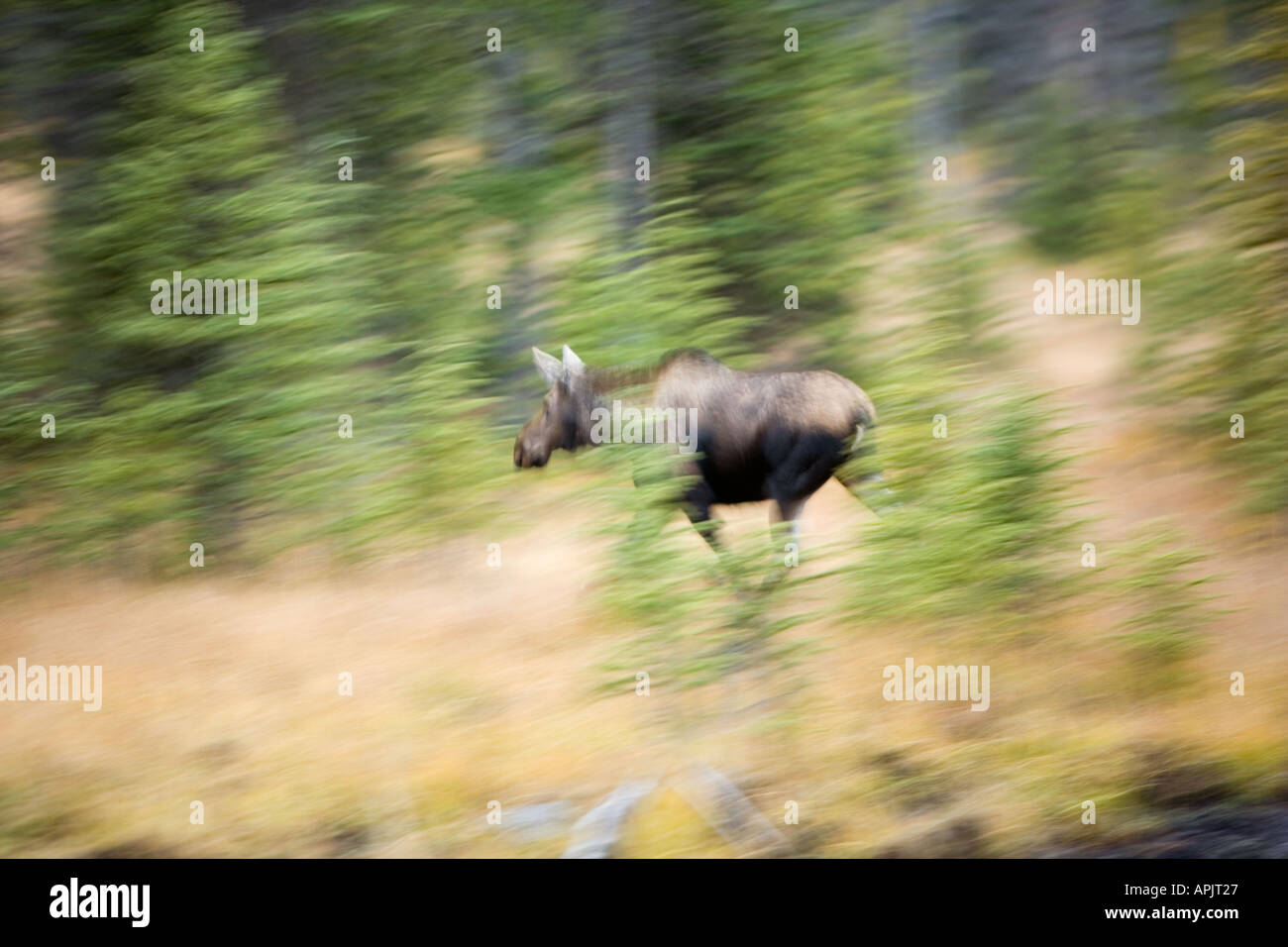 Mucca canadese alci in Alberta Canada in esecuzione per il coperchio Foto Stock