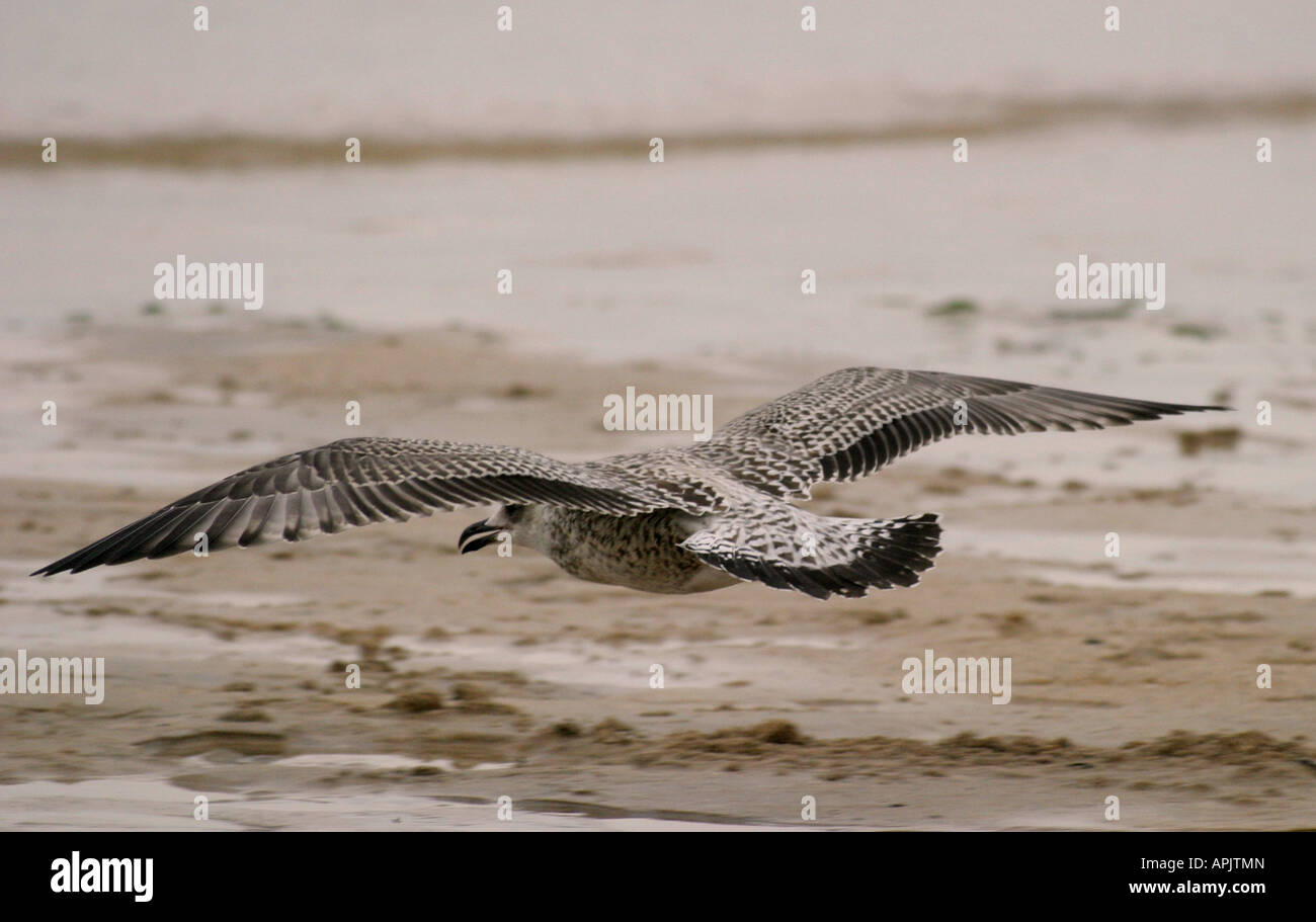 Un gabbiano scivola sulla spiaggia di St Ives in Cornovaglia REGNO UNITO Foto Stock