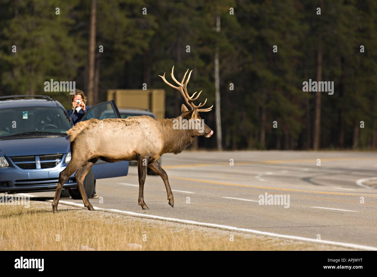 Una Bull Elk percorrendo l'autostrada nel Parco Nazionale di Jasper. Foto Stock