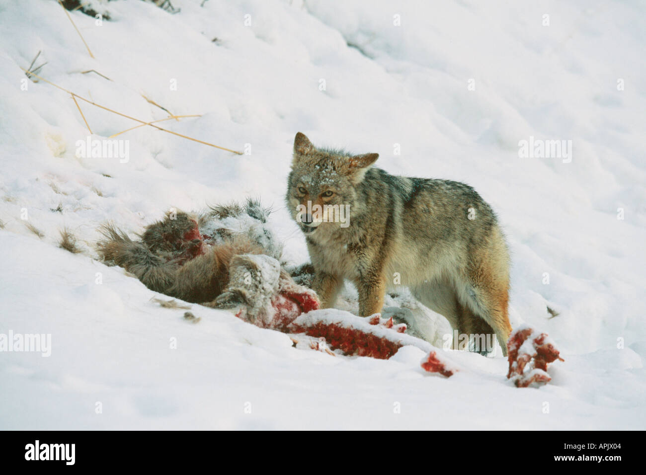 Coyote alimentazione su elk carcassa durante la stagione invernale. Foto Stock