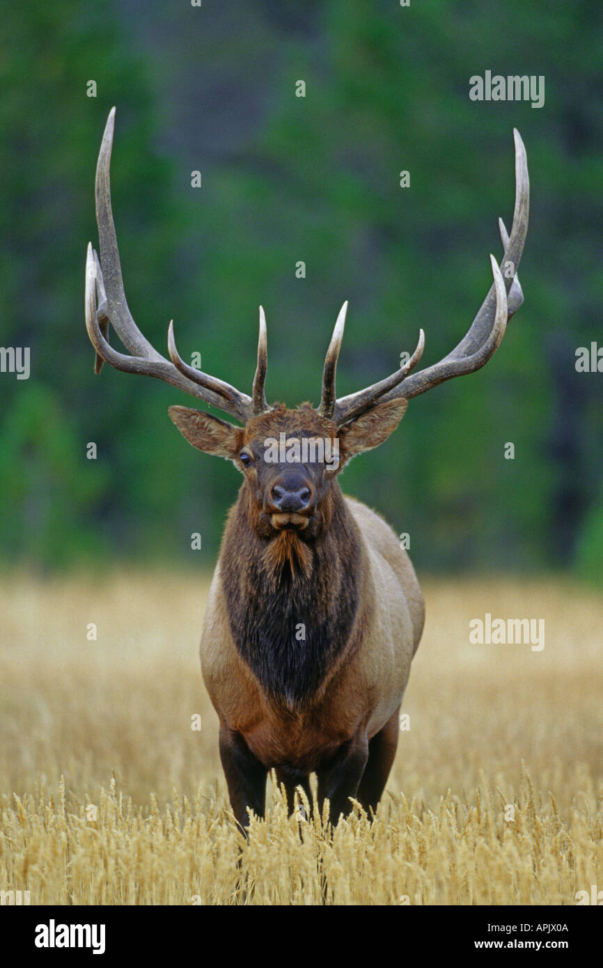 Vista di testa di bull elk in prato alpino durante l'autunno solchi stagione. Foto Stock