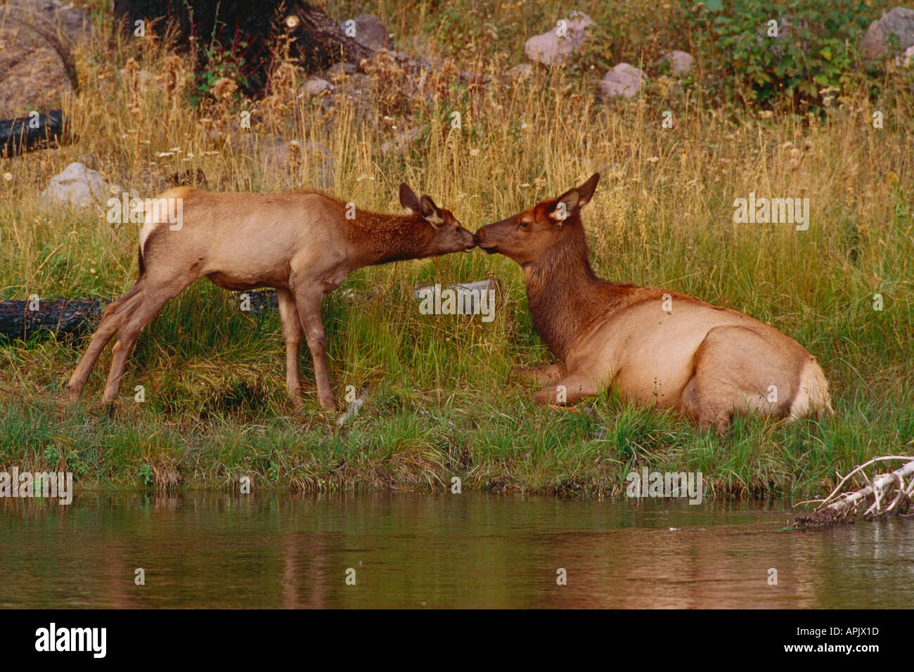 I giovani vitelli di toccare il naso con la madre elk accanto al fiume di Madison. Foto Stock