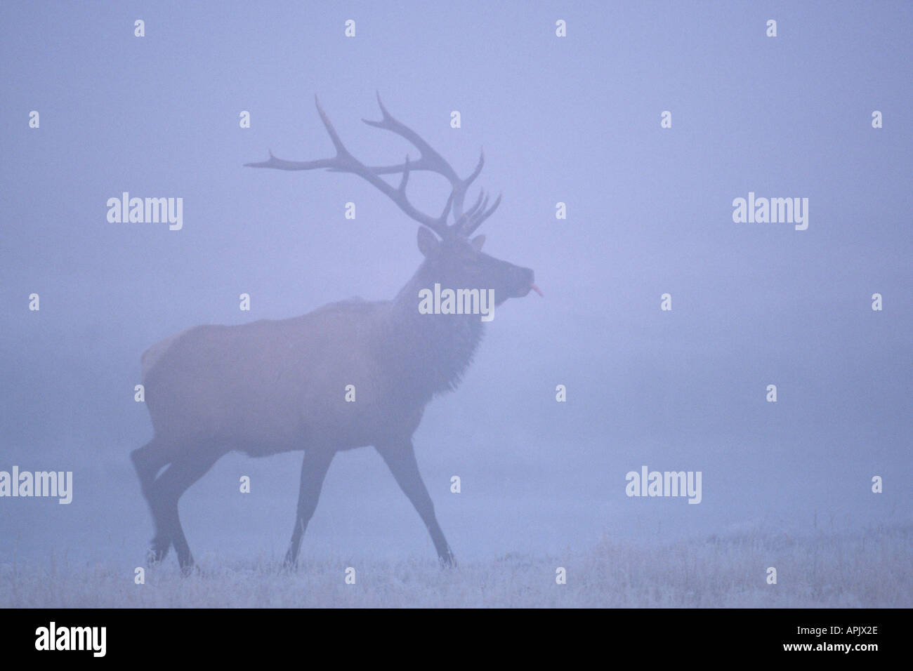 Bull elk in misty prato alpino a predawn durante l'autunno solchi stagione. Foto Stock