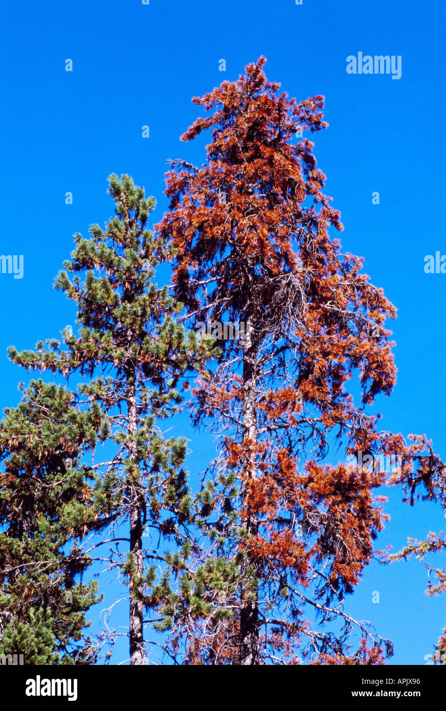 Morendo lodgepole pine trees (Pinus contorta) infestati da Mountain Pine Beetle, infestazione di insetti, BC, British Columbia, Canada Foto Stock