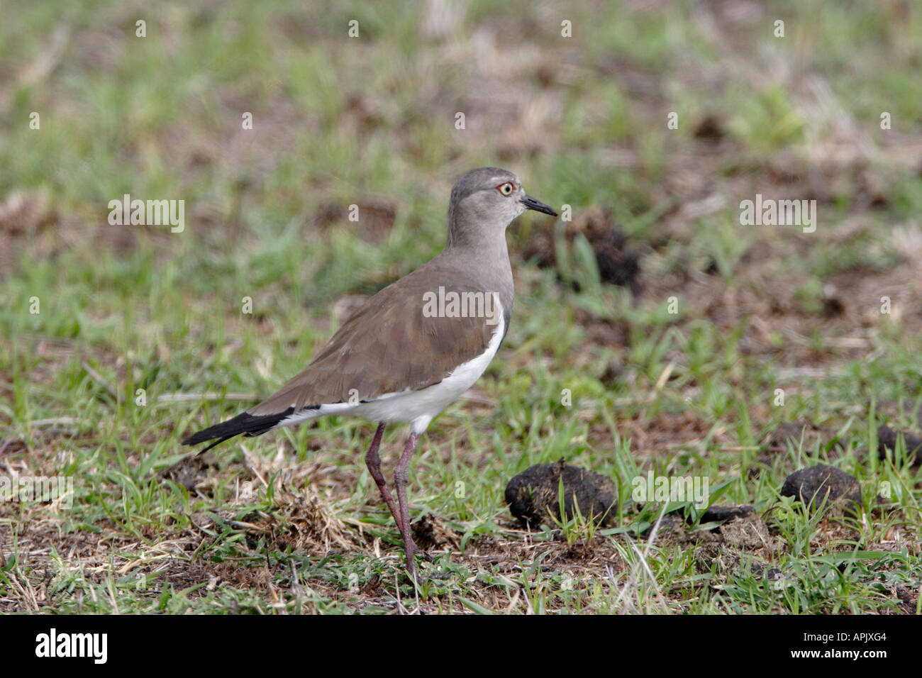 Nero piviere alato in Tanzania Africa Foto Stock