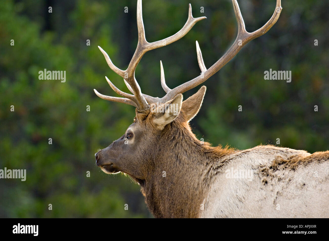 Una messa a fuoco selettiva vicino la vista posteriore di una bull elk che guarda lontano Foto Stock