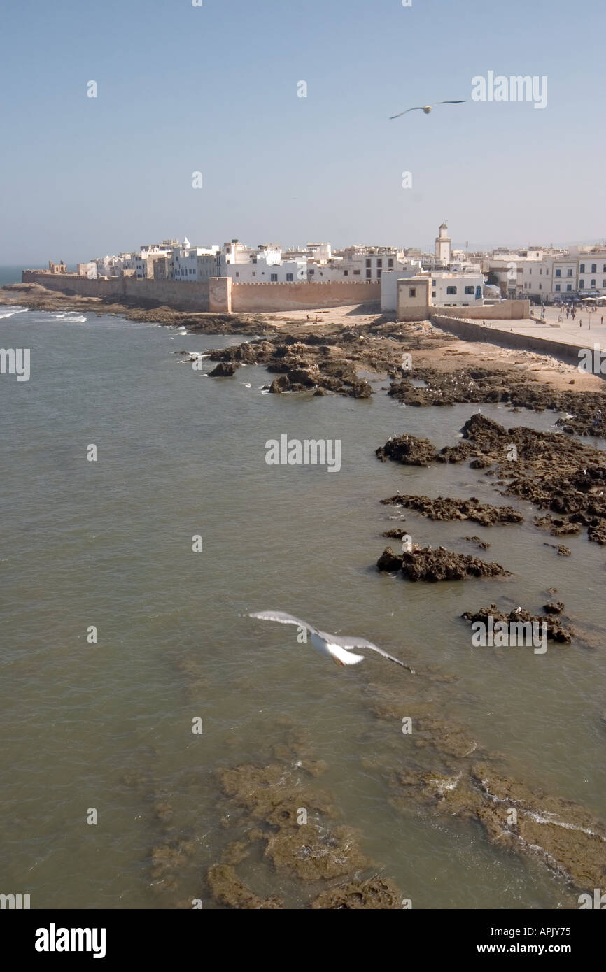 Ampio angolo di visualizzazione verticale del bianco della città murata di essaouira da Skala un gabbiano è volare in primo piano Foto Stock