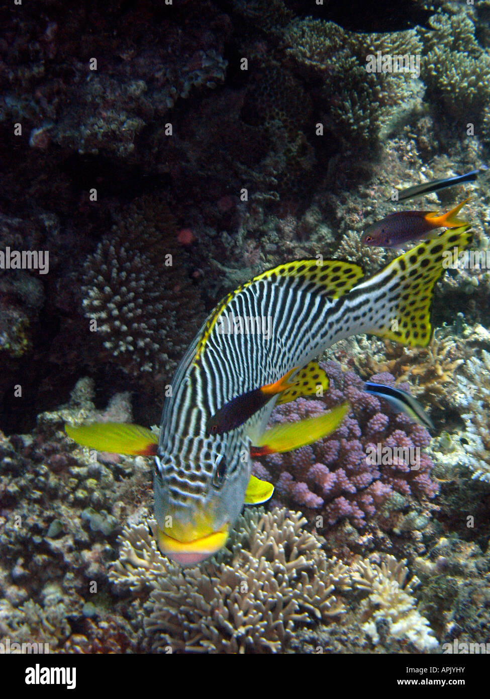 Diagonale Sweetlips nastrati Plectorhinchus lineatus Agincourt Reef della Grande Barriera Corallina del Queensland del Nord Australia Foto Stock