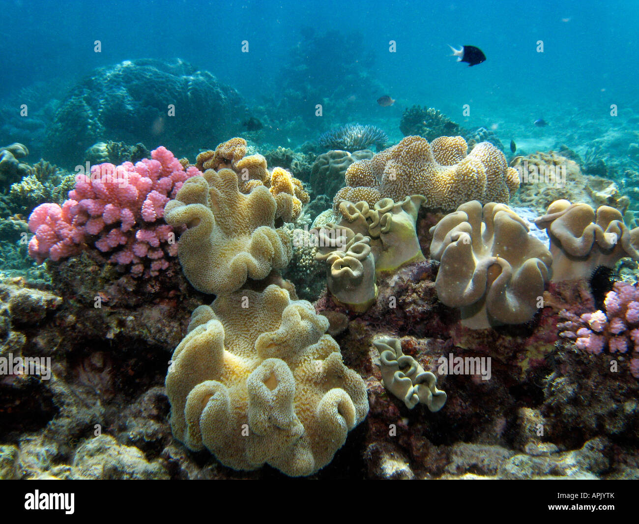 Coral Reef Agincourt Grande Barriera Corallina del Queensland del Nord Australia Foto Stock