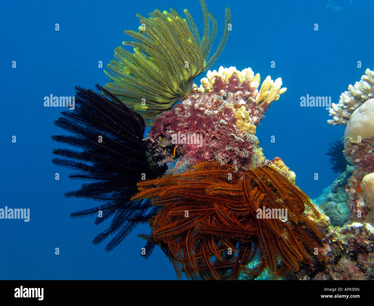 Coral Reef Agincourt Grande Barriera Corallina del Queensland del Nord Australia Foto Stock