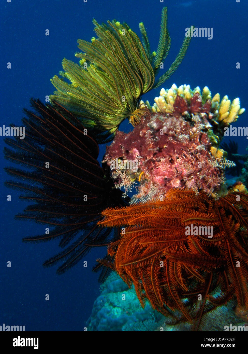 Coral Reef Agincourt Grande Barriera Corallina del Queensland del Nord Australia Foto Stock