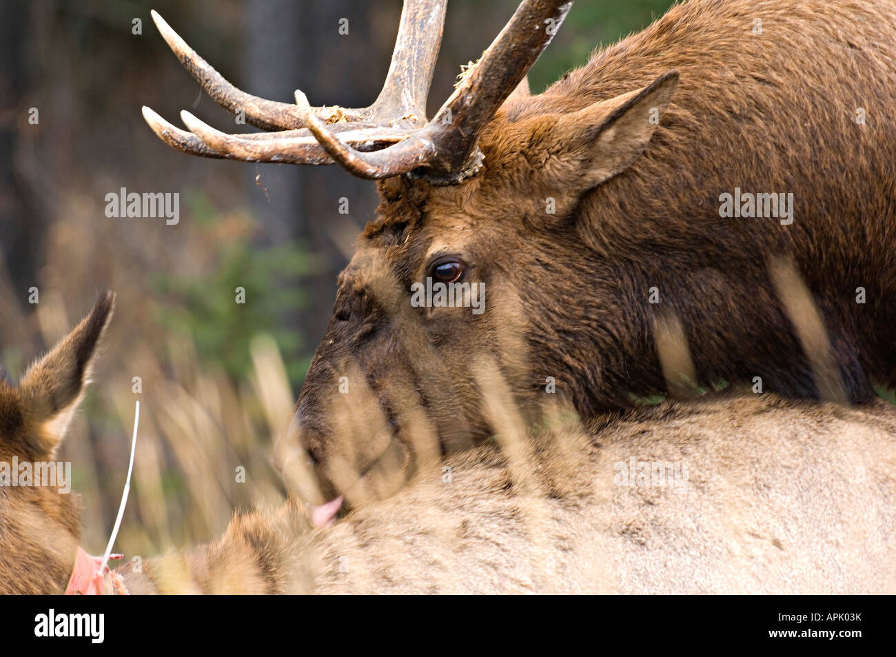 Una chiusura di un toro elk armature essendo con una femmina in solchi stagione Foto Stock
