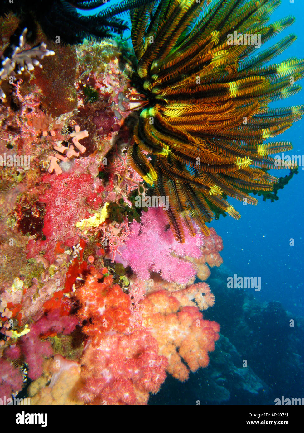 Coral Reef Agincourt Grande Barriera Corallina del Queensland del Nord Australia Foto Stock
