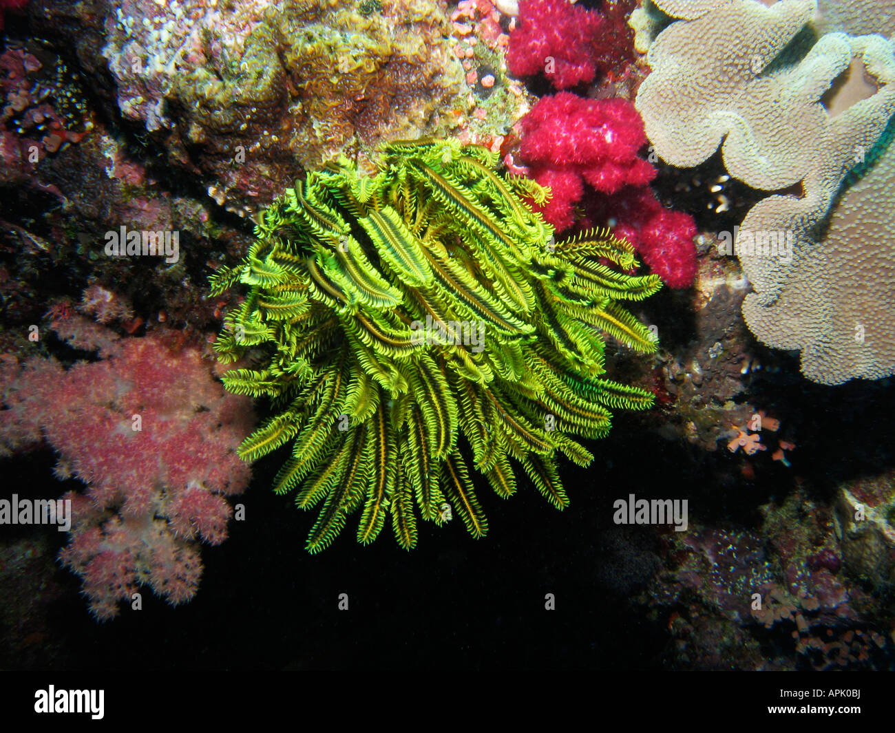 Coral Reef Agincourt Grande Barriera Corallina del Queensland del Nord Australia Foto Stock