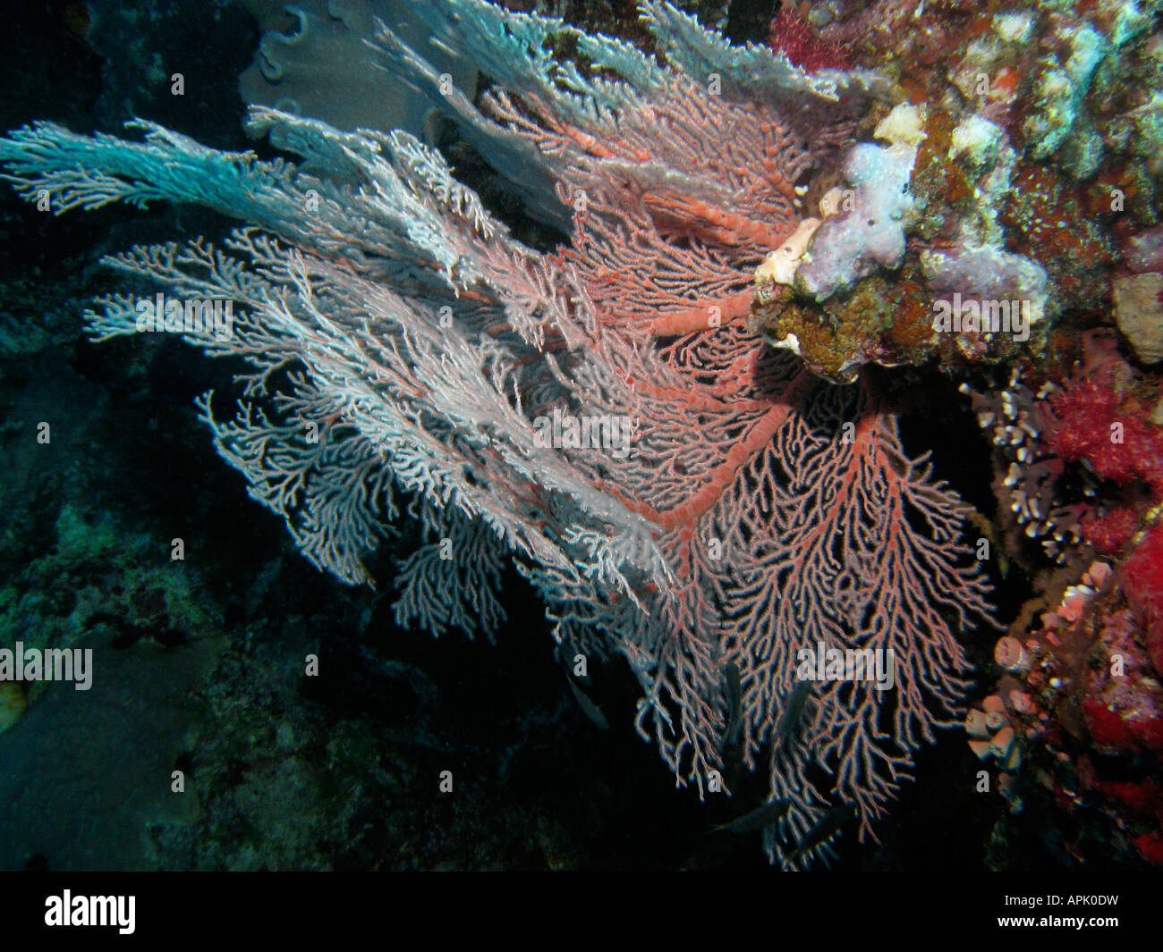 Fan coral Agincourt Reef della Grande Barriera Corallina del Queensland del Nord Australia Foto Stock