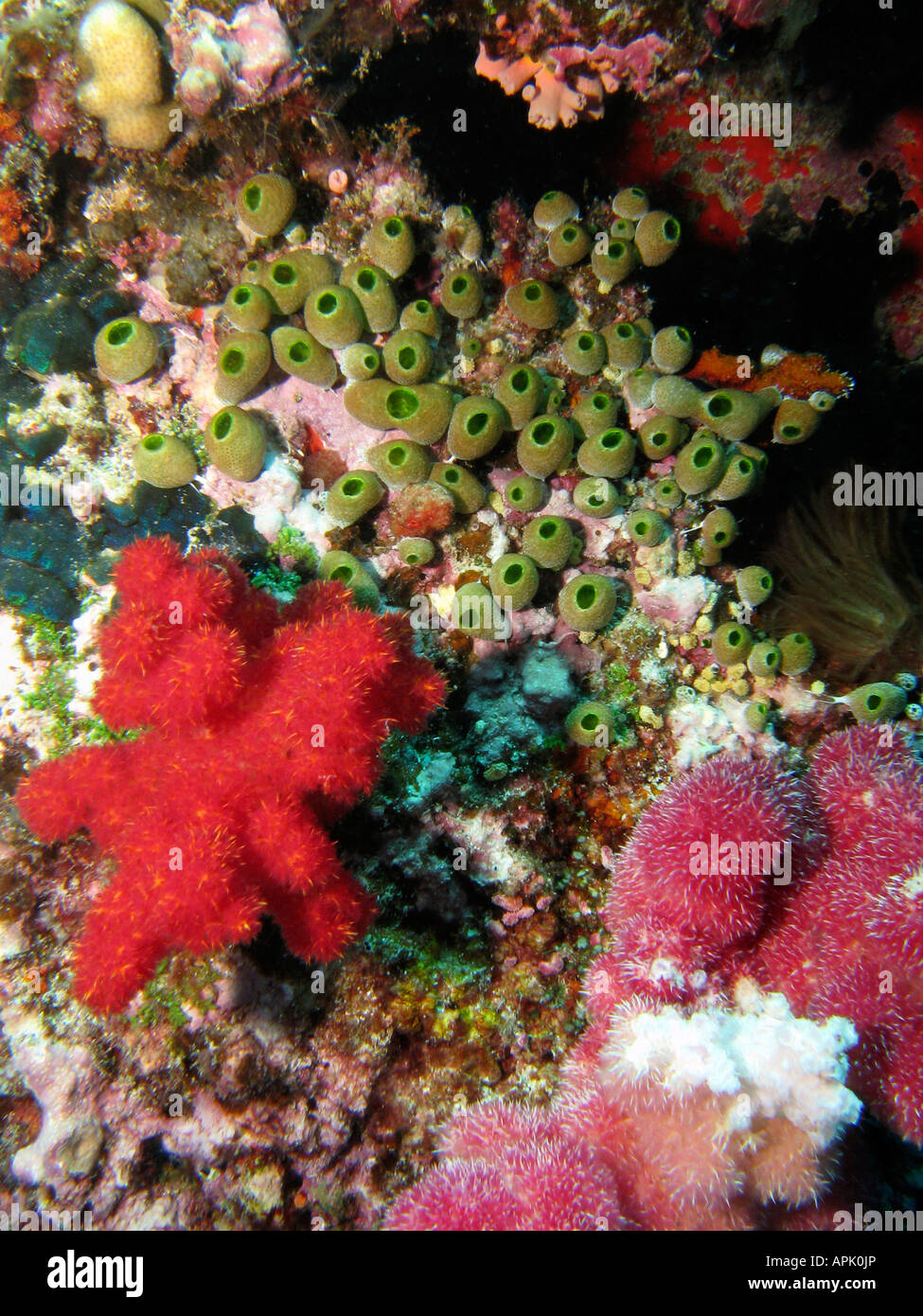 Coral Reef Agincourt Grande Barriera Corallina del Queensland del Nord Australia Foto Stock