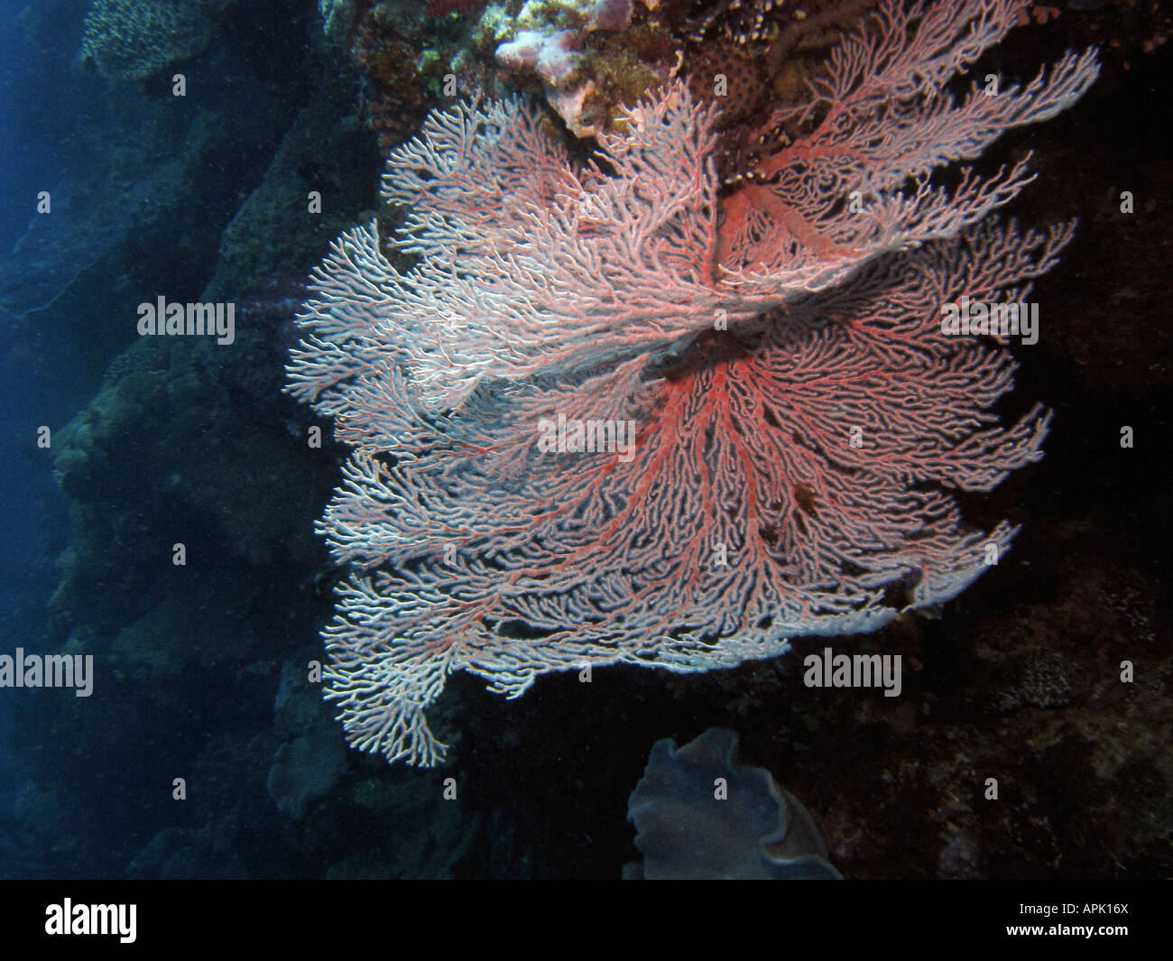 Fan coral Agincourt Reef della Grande Barriera Corallina del Queensland del Nord Australia Foto Stock