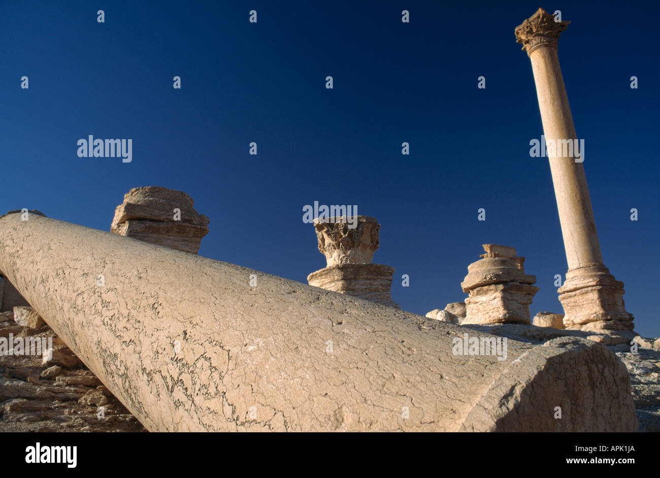 Colonne romane, Palmyra, Siria. Foto Stock