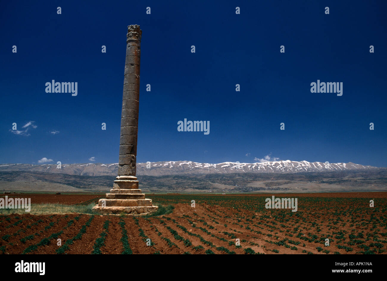 18m alto monumento romano colonna con capitello corinzio e base a gradini, Ia'at, Bekaa Valley, il Libano. Foto Stock