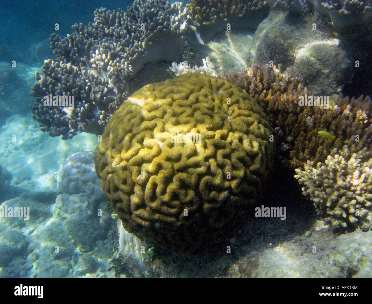 Coral bassa le isole della Grande Barriera Corallina del Queensland del Nord Australia Foto Stock
