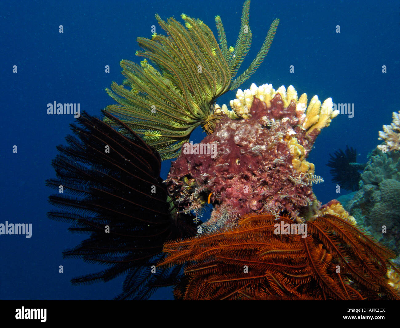 Coral Reef Agincourt Grande Barriera Corallina del Queensland del Nord Australia Foto Stock