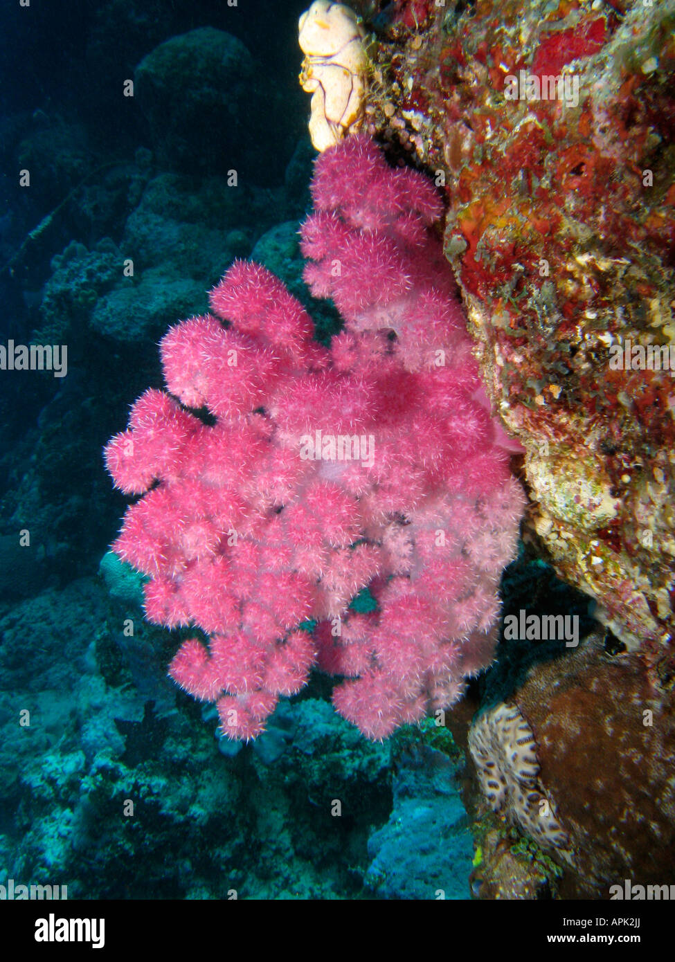Coral Reef Agincourt Grande Barriera Corallina del Queensland del Nord Australia Foto Stock