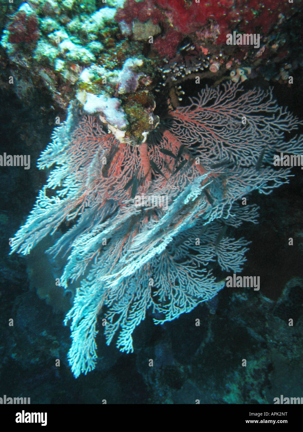Fan coral Agincourt Reef della Grande Barriera Corallina del Queensland del Nord Australia Foto Stock