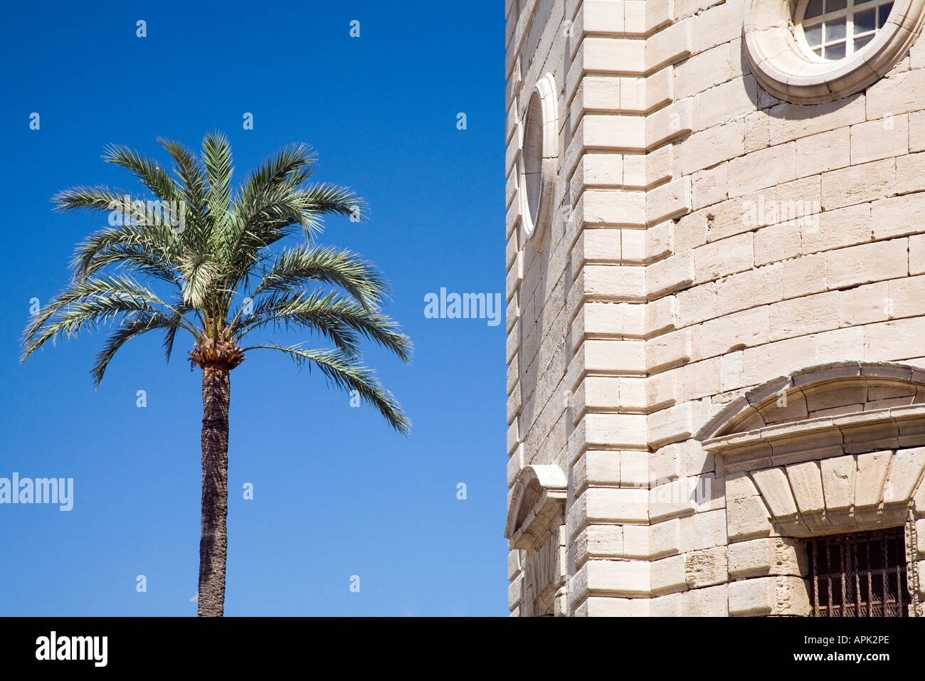Un grafico semplice immagine di un albero di palma e una porzione di Cadice facciata della Cattedrale Foto Stock