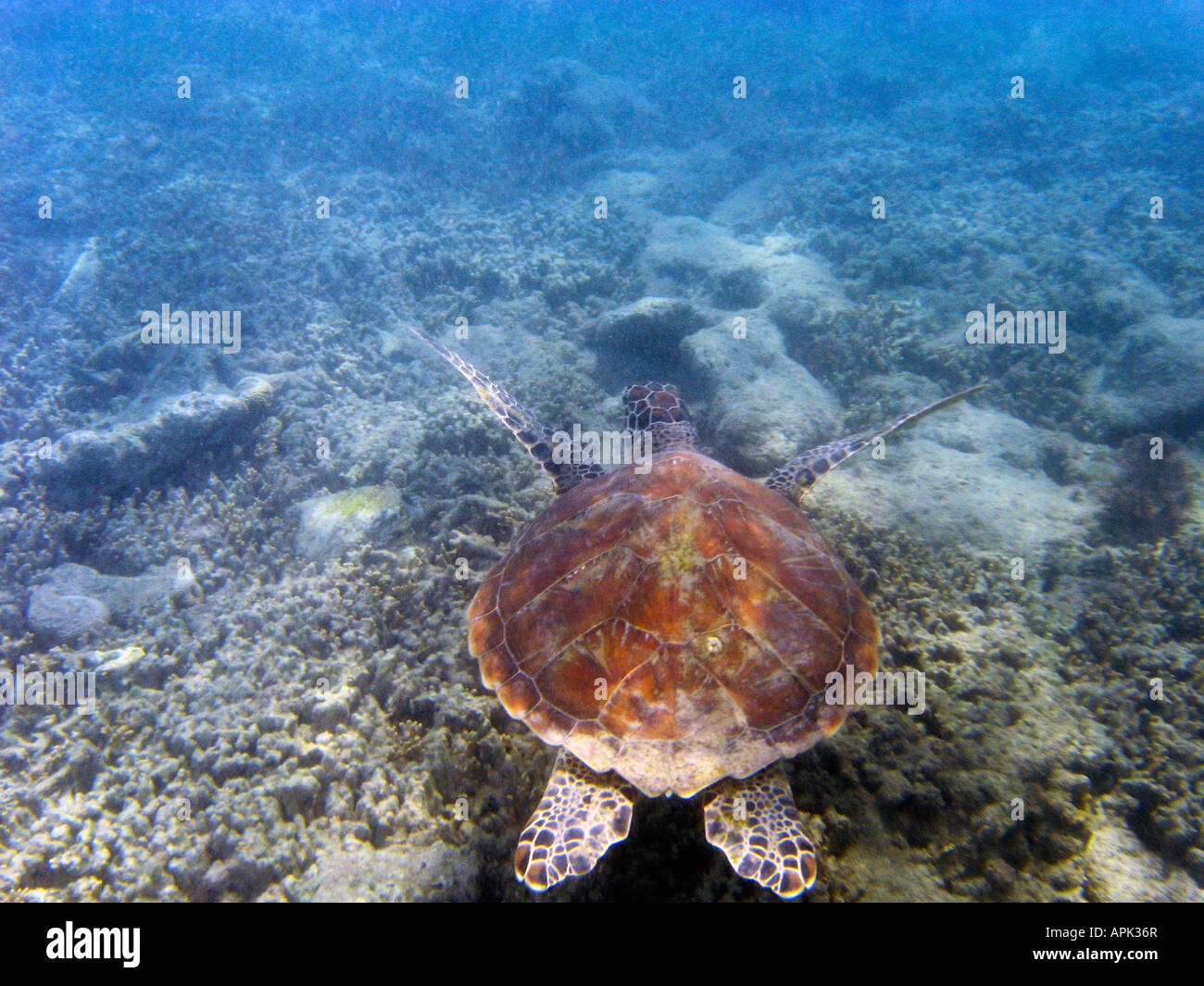 Tartaruga Verde a basso le isole della Grande Barriera Corallina del Queensland del Nord Australia Foto Stock