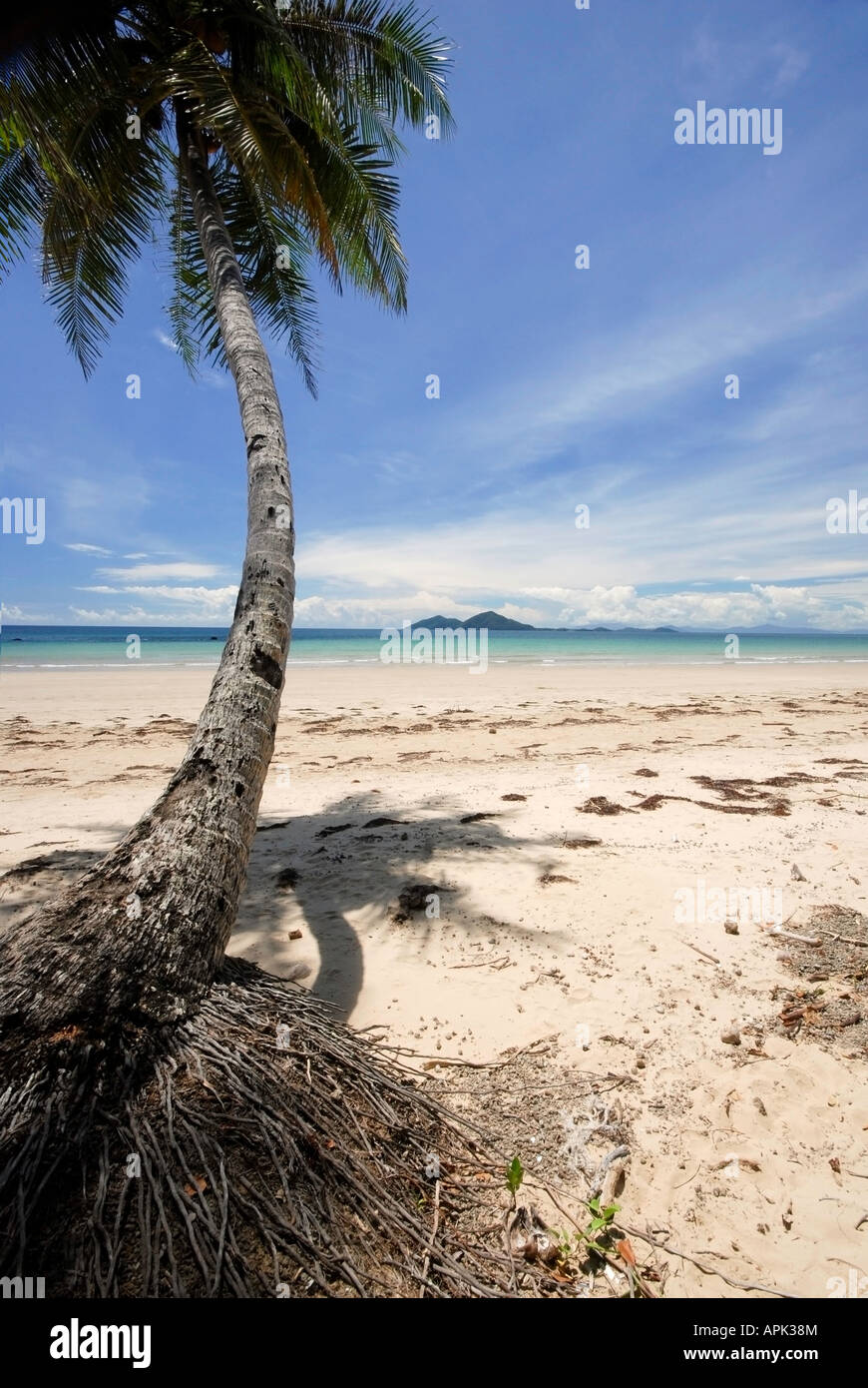 Palm Tree a Mission Beach, Queensland, Australia Foto Stock