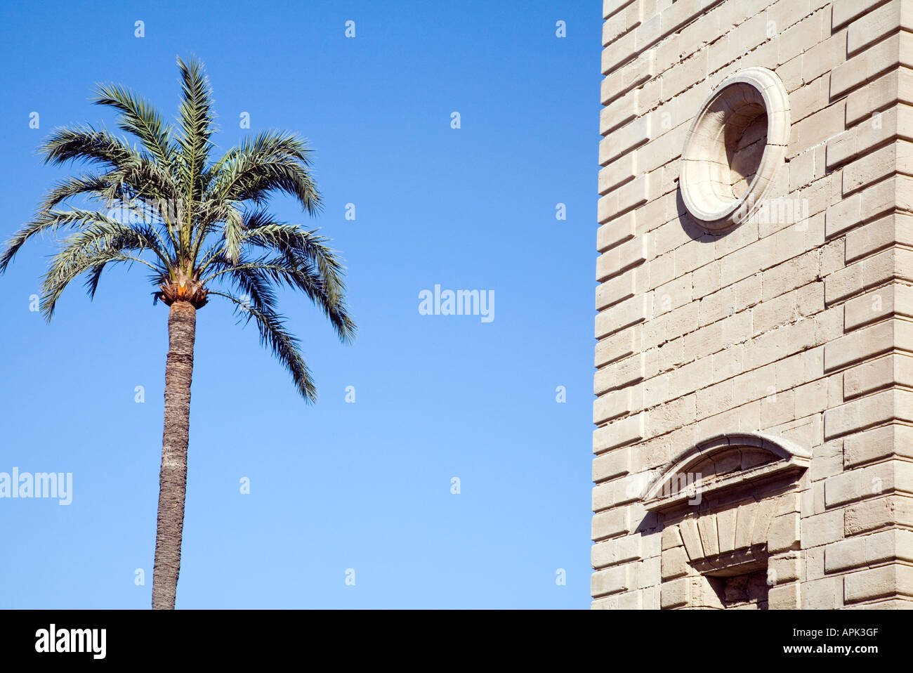 Un grafico semplice immagine di un albero di palma e una porzione di Cadice facciata della Cattedrale Foto Stock