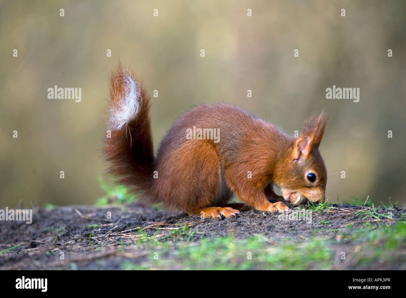 Scoiattolo rosso Sciurus vulgaris seppellire un nocciole Foto Stock