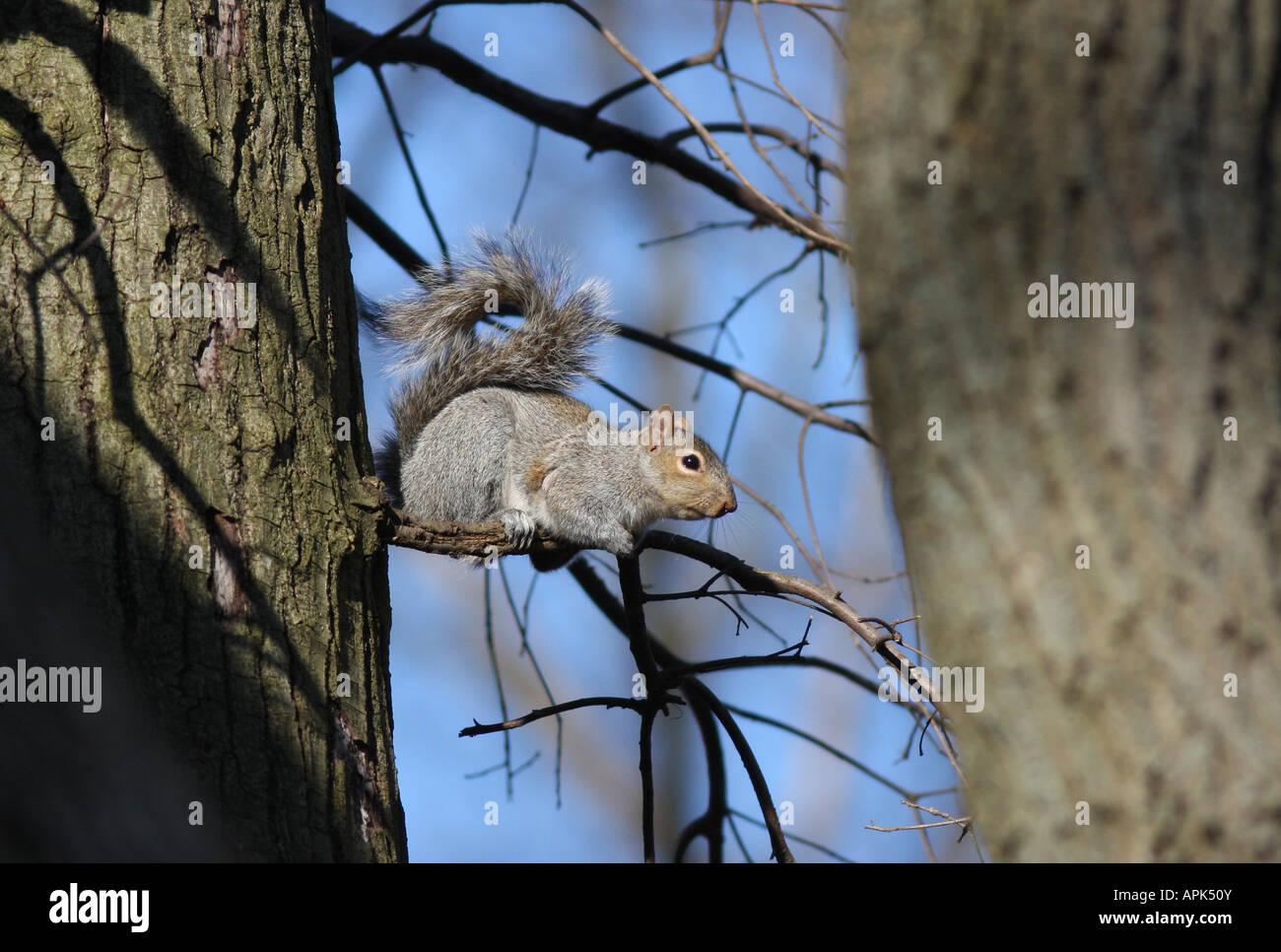 Un Americano di scoiattolo grigio su un arto. Foto Stock