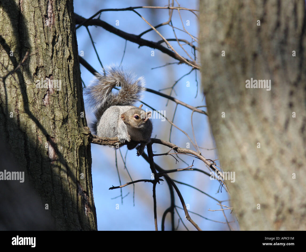 Un Americano di scoiattolo grigio su un arto. Foto Stock