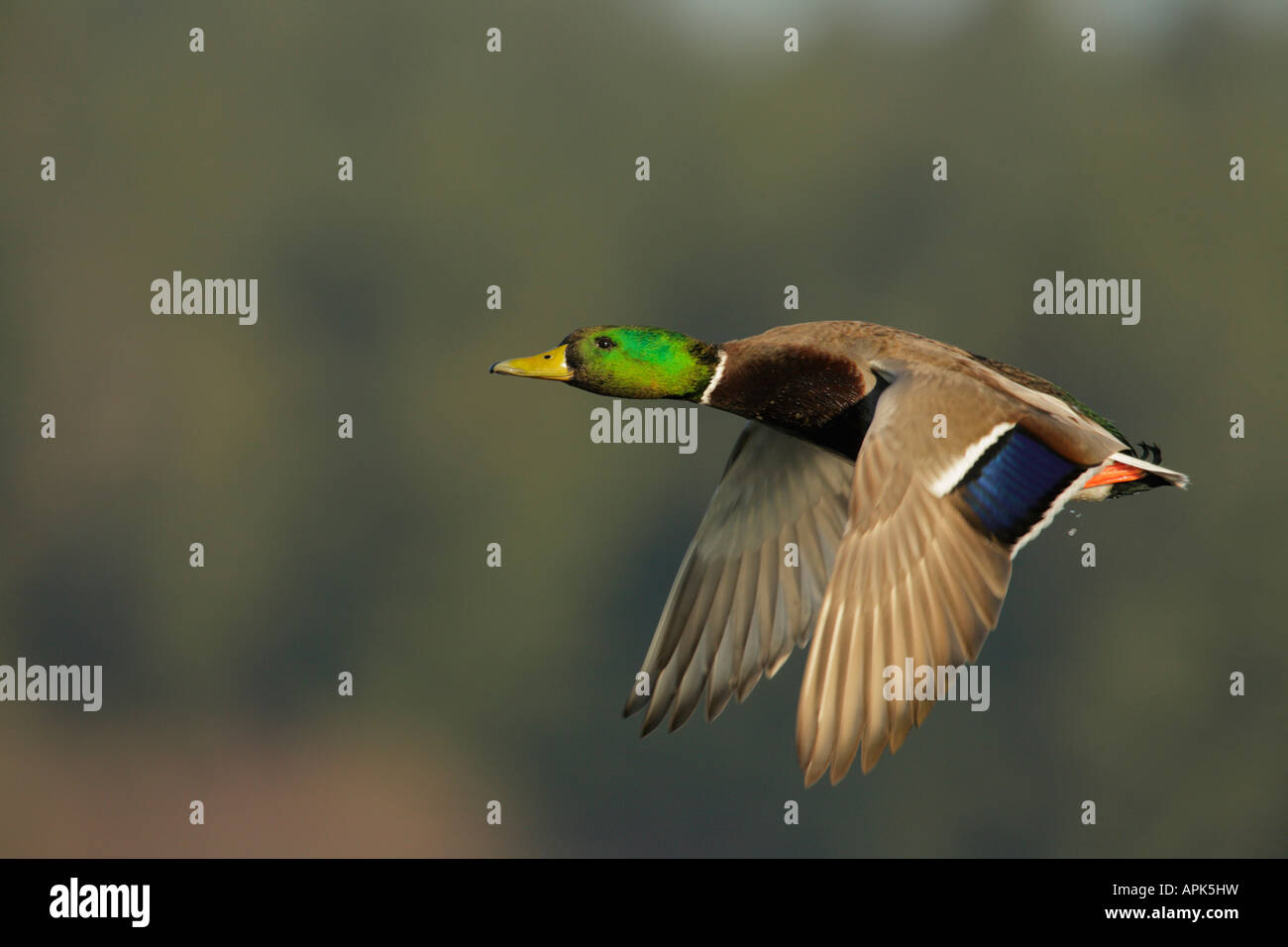 Mallard duck drake in volo su Laguna Victoria British Columbia Canada Foto Stock
