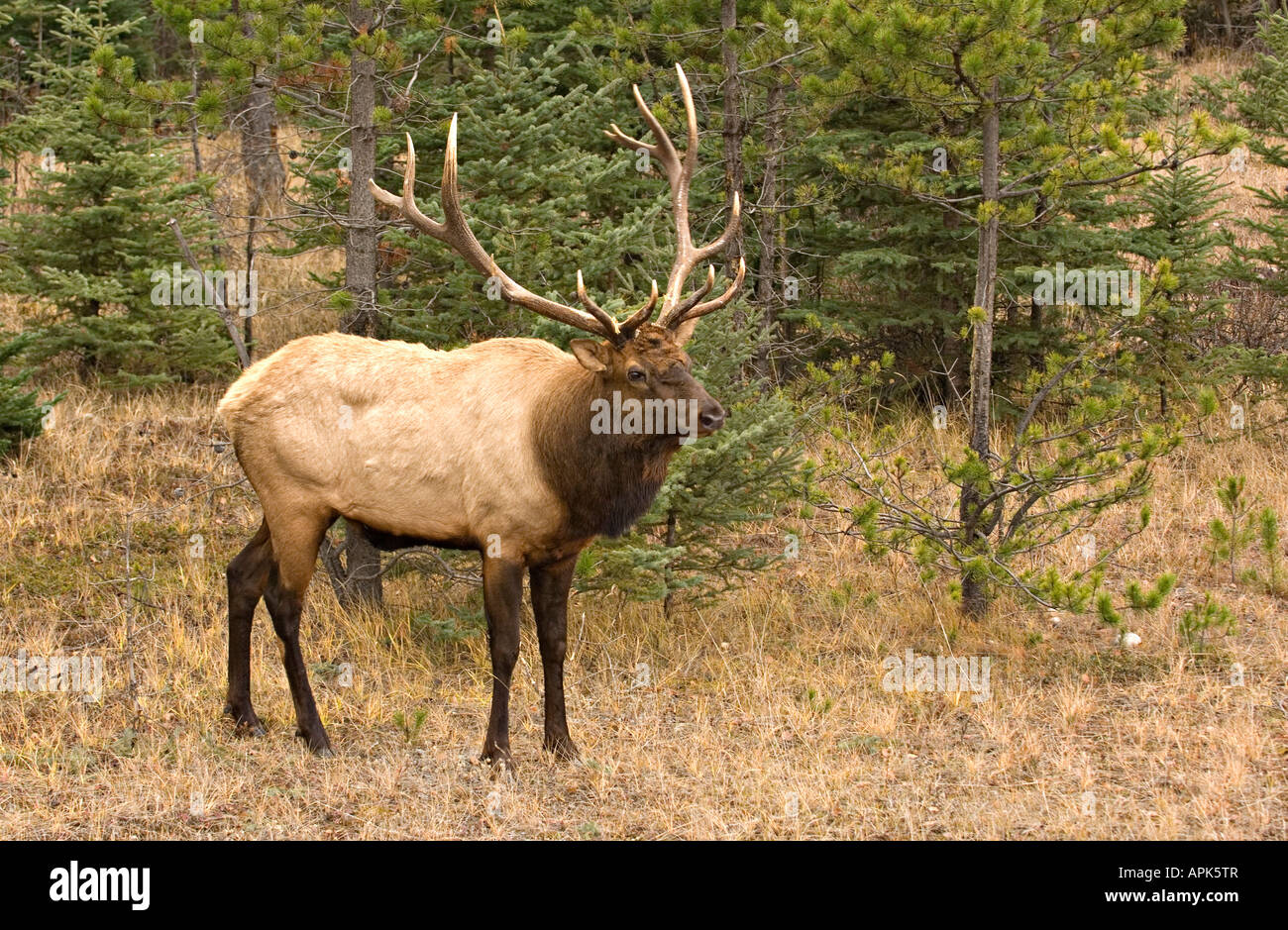 Un lato corpo pieno in prospettiva di una coppia bull elk camminando in una zona boschiva nel Parco Nazionale di Jasper Foto Stock