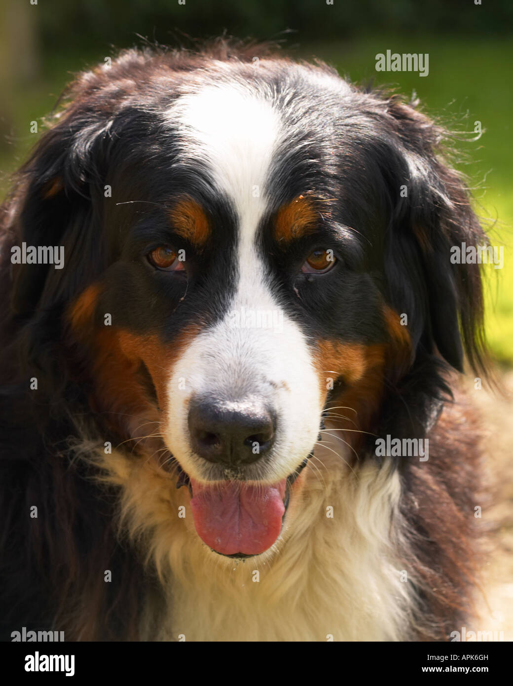 Birmano cane di montagna Foto Stock