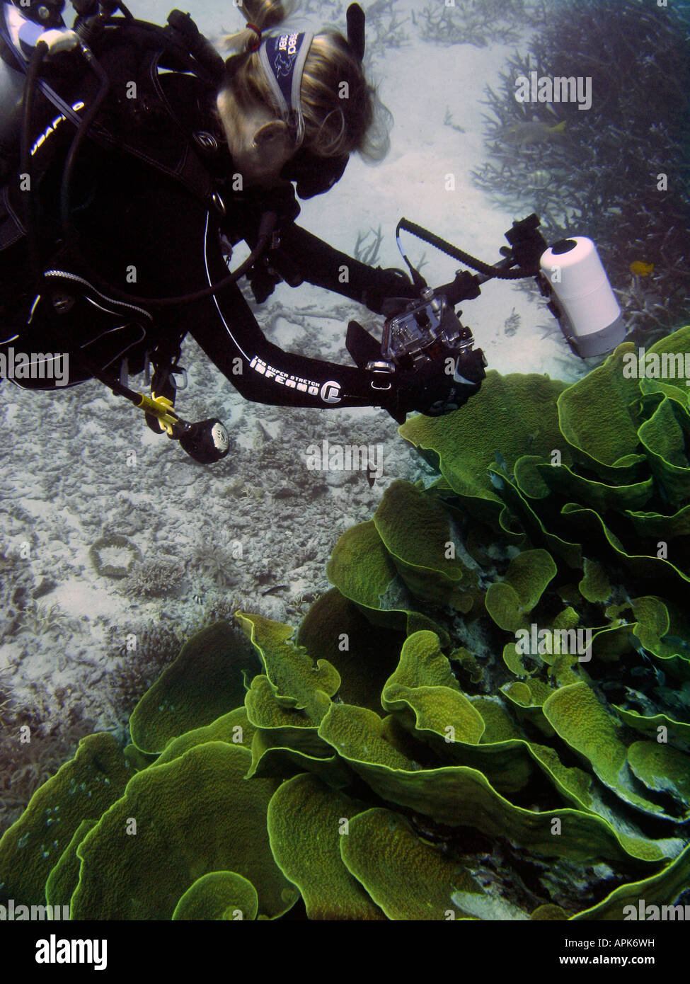 Fotografo subacqueo e cavolo Agincourt Coral Reef della Grande Barriera Corallina del Queensland del Nord Australia Foto Stock