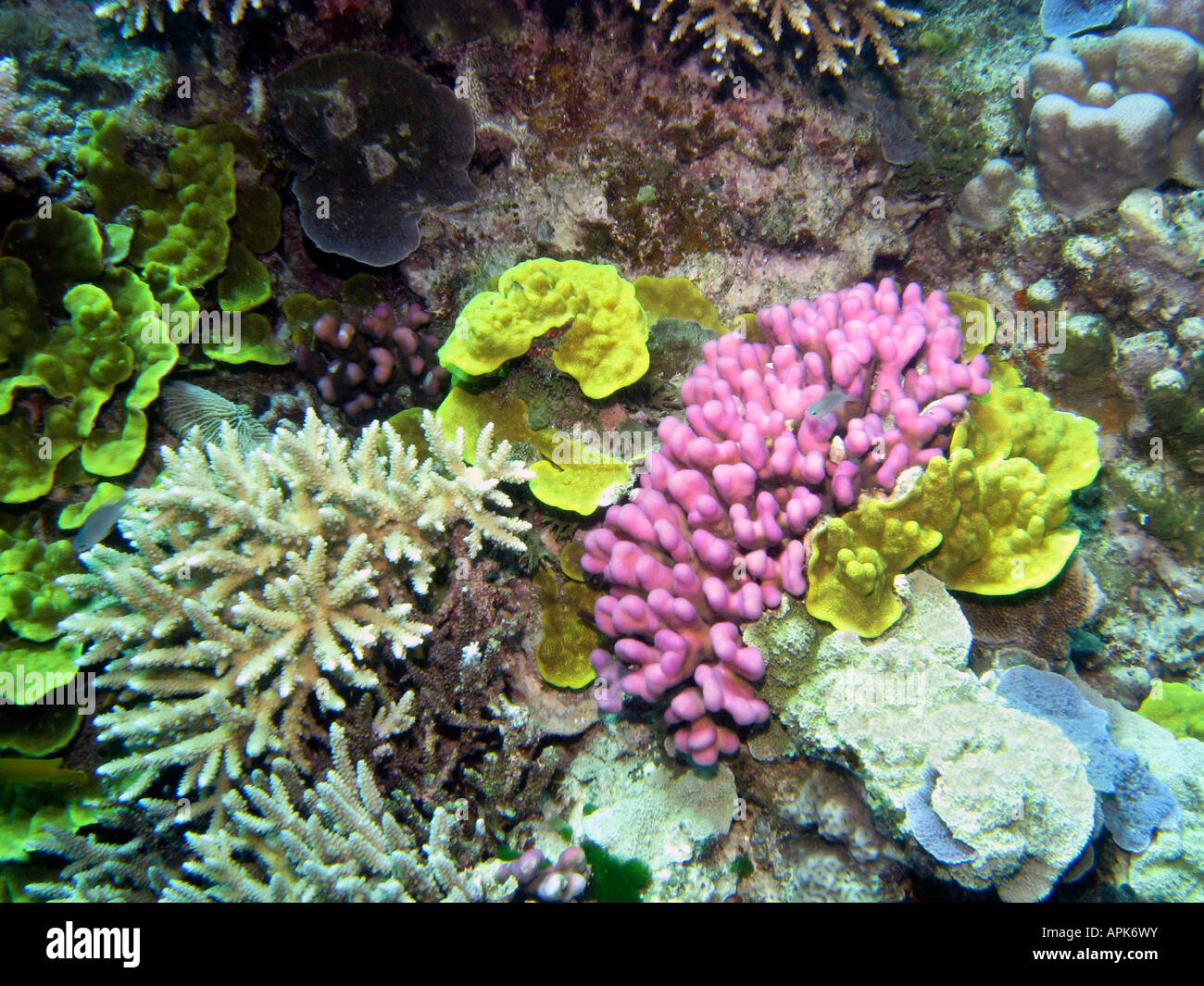 Coral Reef Agincourt Grande Barriera Corallina del Queensland del Nord Australia Foto Stock