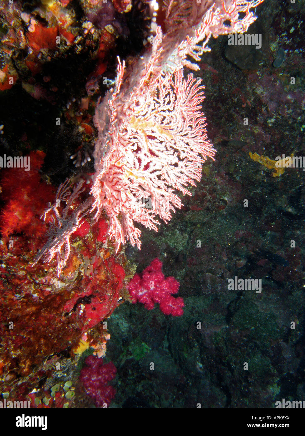 Fan coral Agincourt Reef della Grande Barriera Corallina del Queensland del Nord Australia Foto Stock