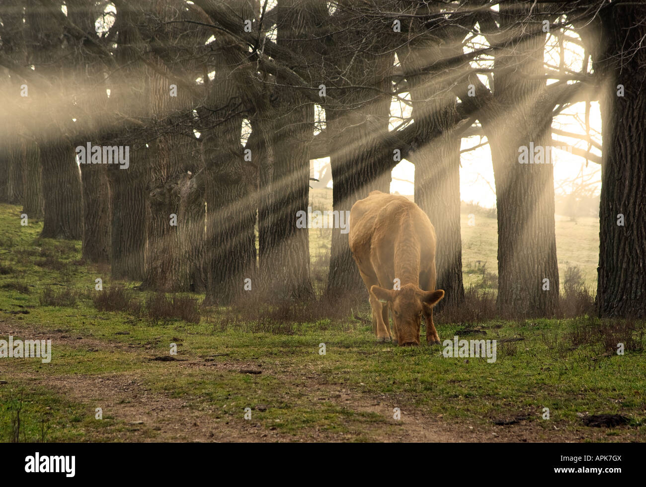 Una mucca mangia l'erba al mattino con raggi del sole proveniente attraverso gli alberi Foto Stock
