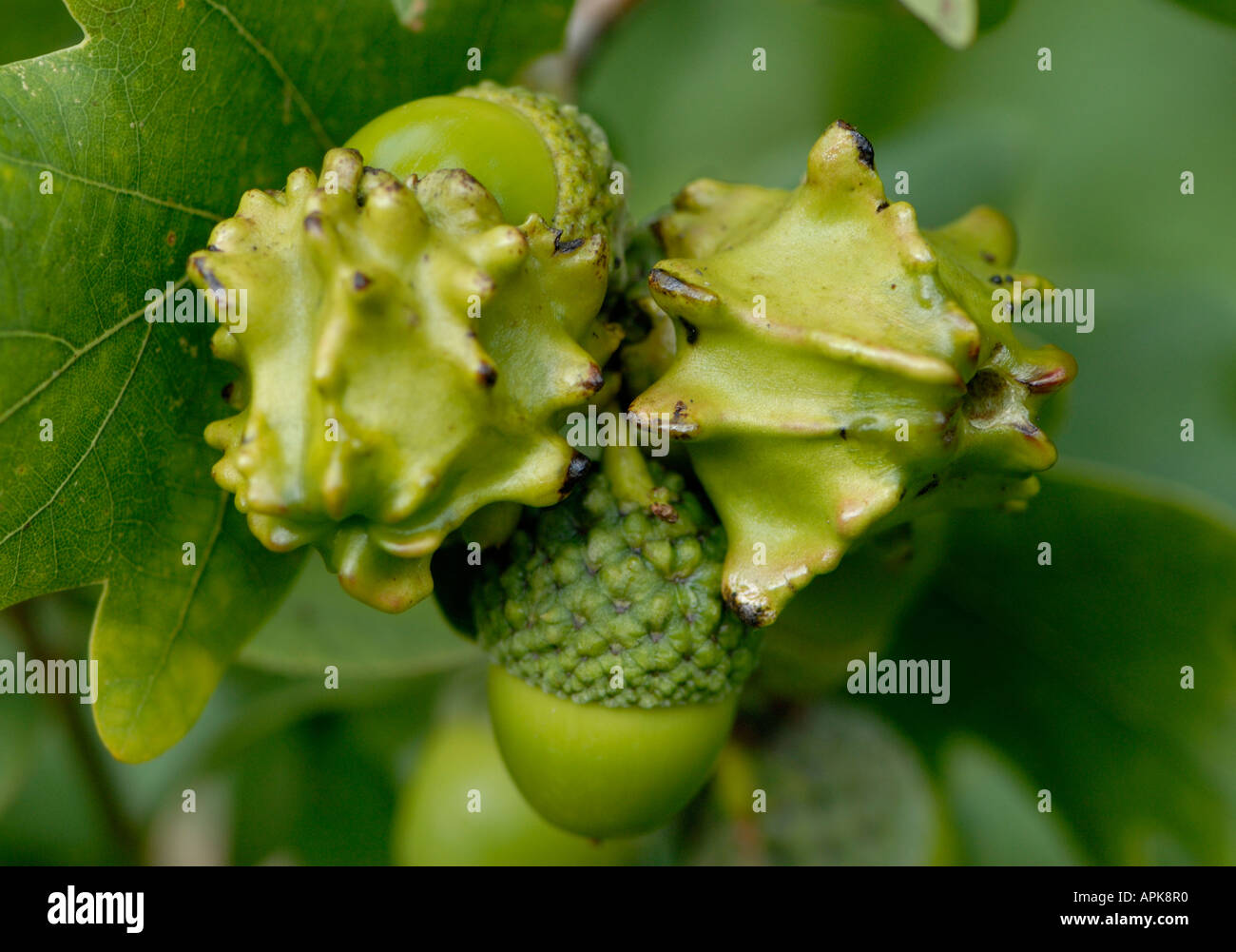 Knopper Galli sul frutto acorn del Pedunculate o Quercia farnia Quercus robur Foto Stock