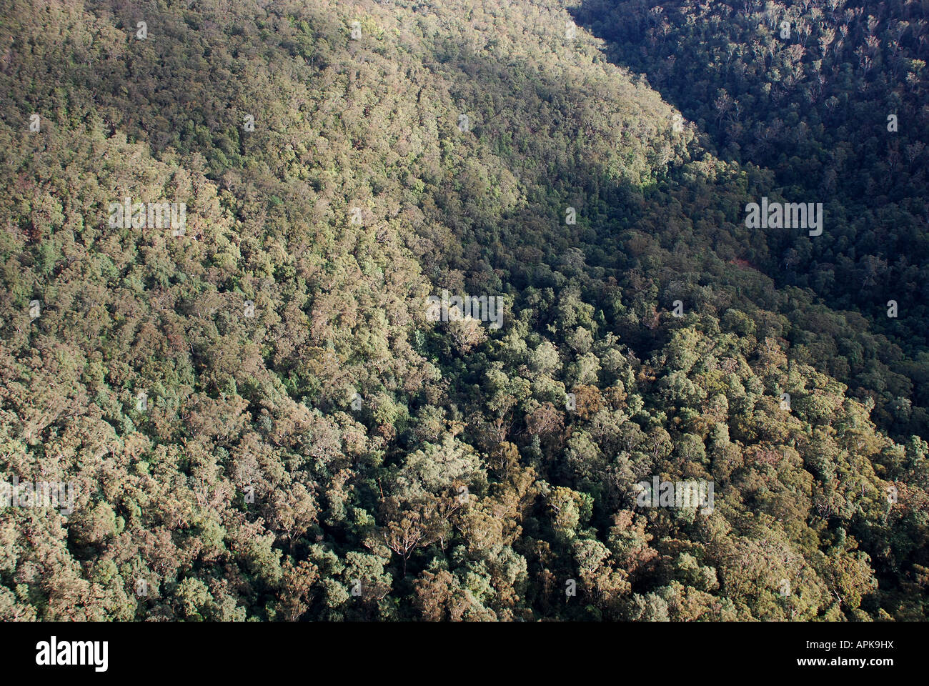 Foresta valle nelle Blue Mountains NSW AUSTRALIA Foto Stock