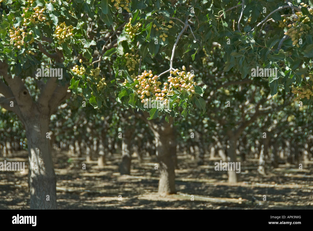 California Central Valley pistacchio tree Orchard Foto Stock