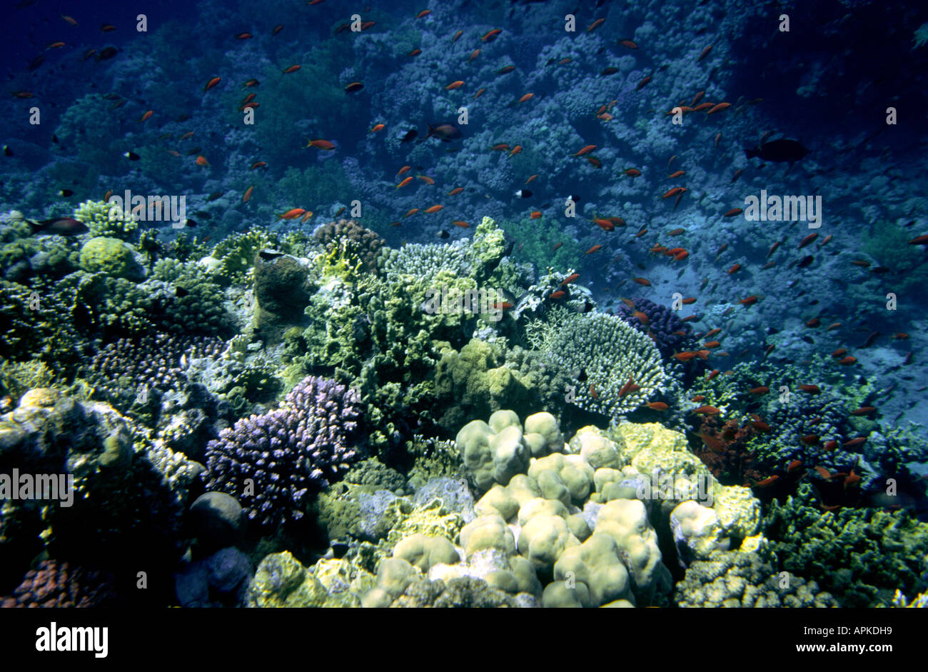 Egitto Mar Rosso il bordo della barriera corallina Foto Stock