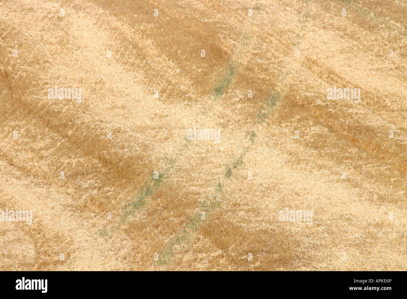 La coltivazione di frumento dorato stoppia campo pattern Foto Stock