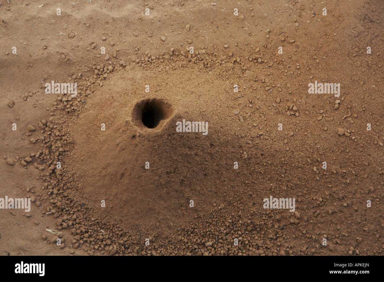 Harvester formiche (Pogonomyrmex spec.), ingresso di un nido, Kenya, Samburu riserva nazionale, Isiolo Foto Stock