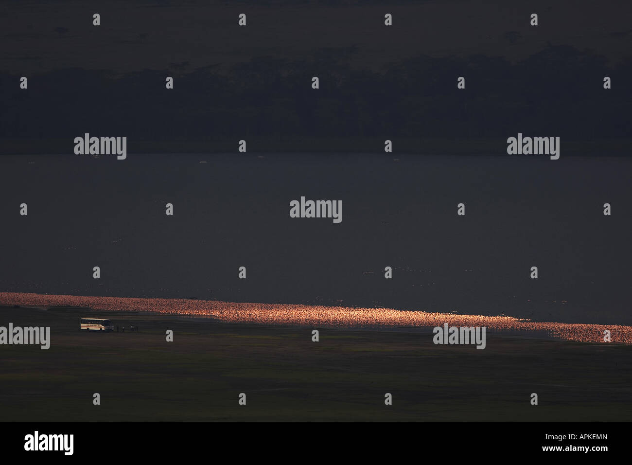 I fenicotteri e alleati, fenicottero maggiore (Phoenicopteriformes), al lago Nakuru, vista dalla scogliera di babbuino Viewpoint, Kenya, Lago Nak Foto Stock